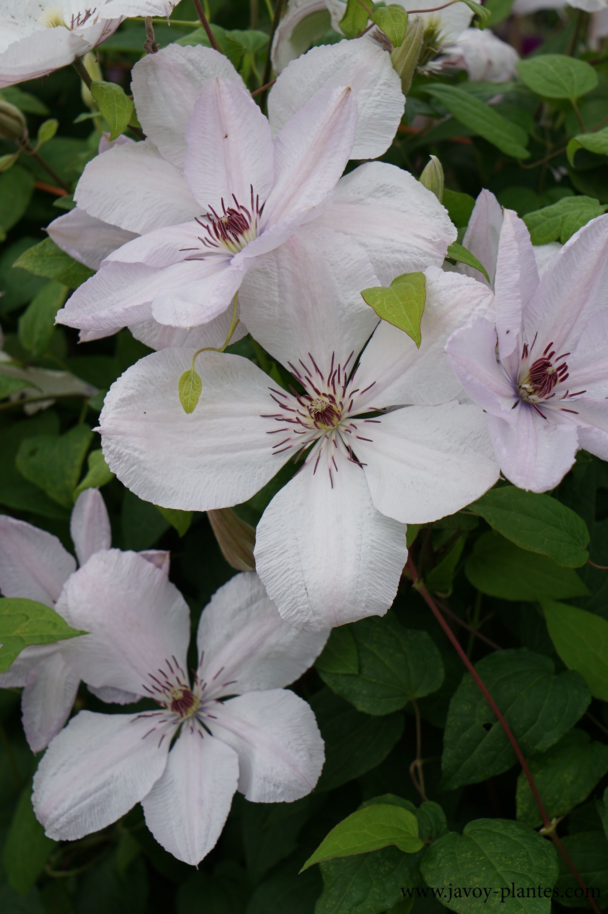 Clematis jackmanii 'John Paul II'